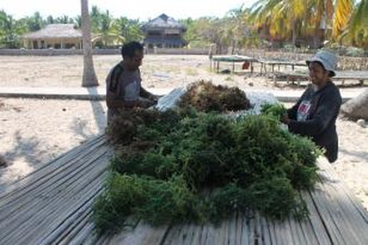 Yan Ndoen (51) dan sang istri Kristin Boroh (49), petani rumput laut asal Desa nemberala, Kecamatan Rote Barat, Kabupaten Rote Ndao, Nusa Tenggara Timur (NTT), sedang mengolah rumput laut mereka untuk dijual