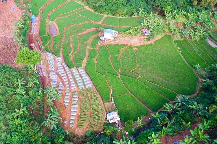 Area persawahan Ciburial, Garut, Jawa Barat DOK. Shutterstock