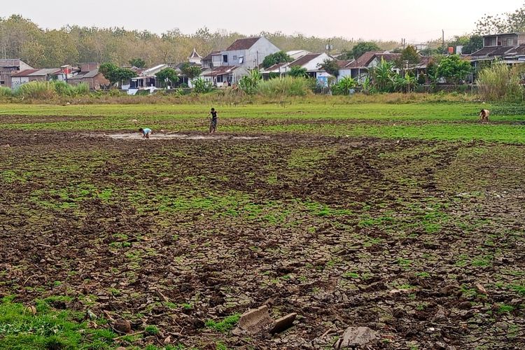 Tempat Mancing di Ngaliyan Jadi Daratan, Warga Kini Berburu Ikan di Balik Tanah Retak