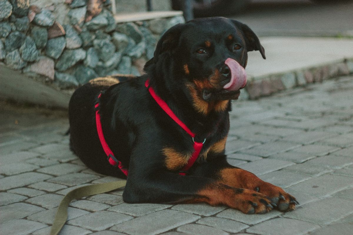 Ilustrasi anjing rottweiler