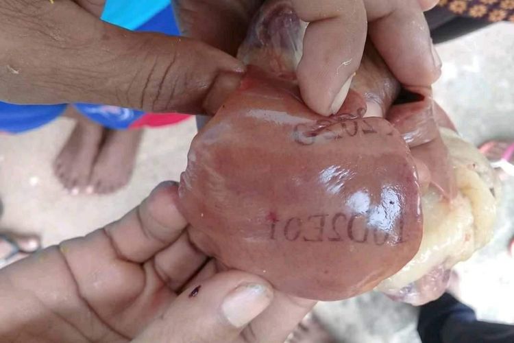 Hati ayam yang bertulisan angka dan huruf di Pulau Semau, Kabupaten Kupang, NTT