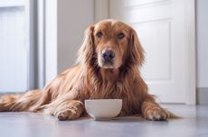 Cara Memilih Makanan Anjing Sesuai Tahap Kehidupan