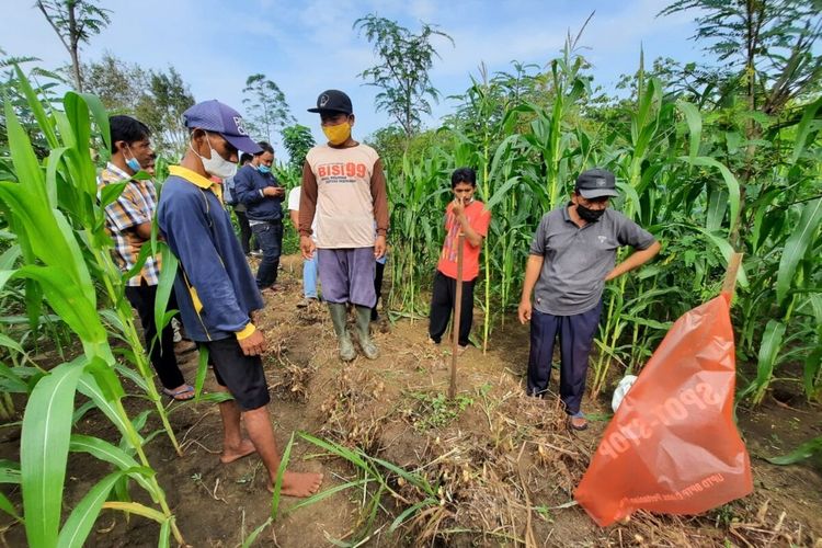 Petani memburu tikus di lahan pertanian di Padukuhan Dengok V, Kalurahan Dengok, Playen, Gunungkidul Kamis (9/12/2021)