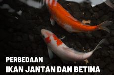 5 Cara Membedakan Ikan Jantan dengan Ikan Betina