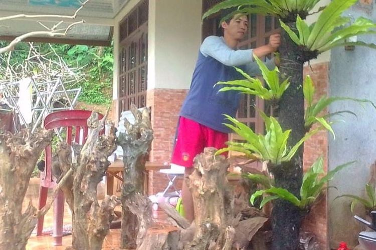 Seorang pemuda bernama Kosim (30), warga Padukuhan Jogowono, Desa Donorejo Kecamatan Kaligesing, Kabupaten Purworejo, Jawa Tengah berhasil meraup untung jutaan rupiah dari berjualan pakis hutan.