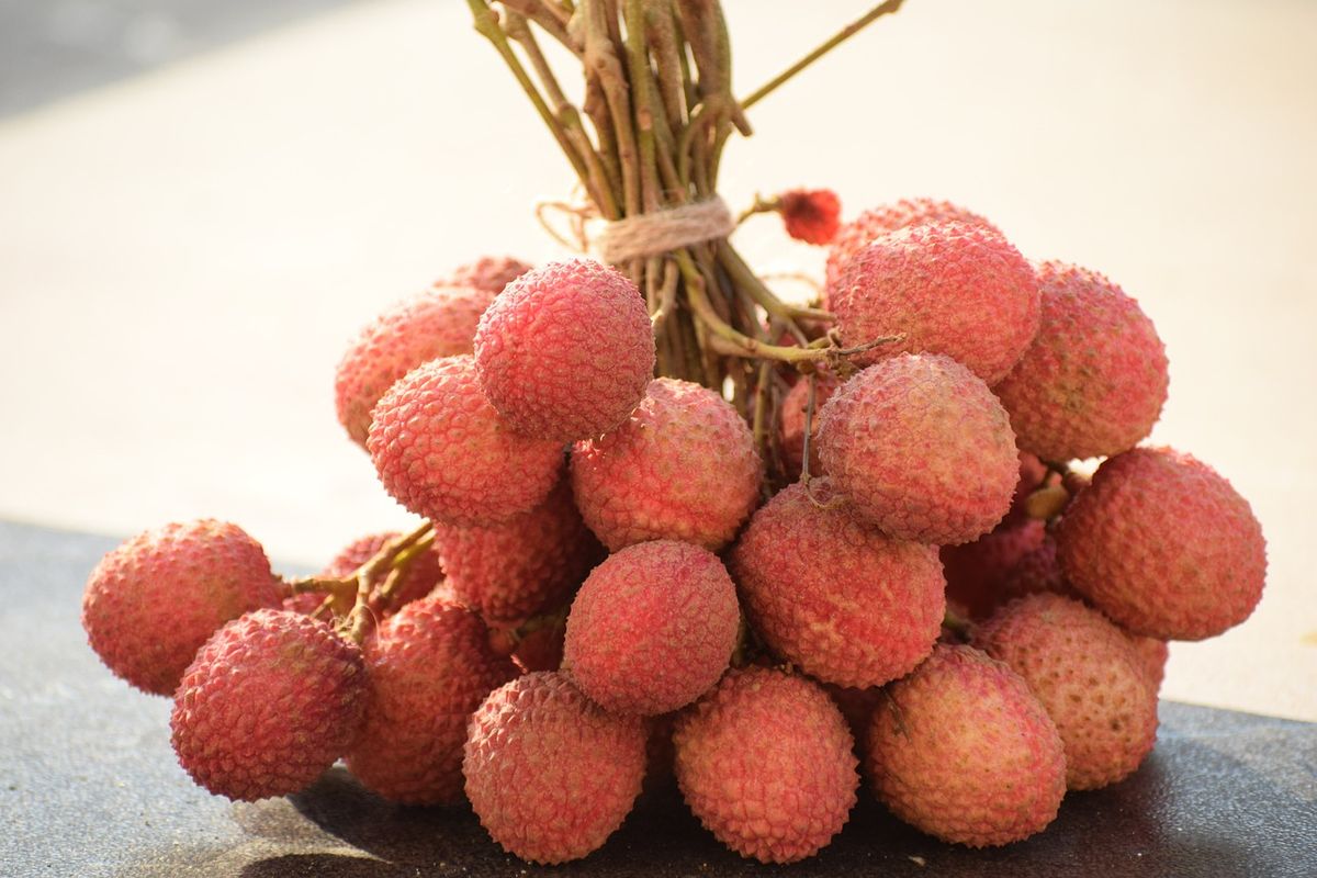 Ilustrasi leci, buah leci.