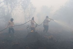 65 Tersangka Karhutla Ditangkap di Riau, Tak Ada Perusahaan, Semua Kasus Perorangan