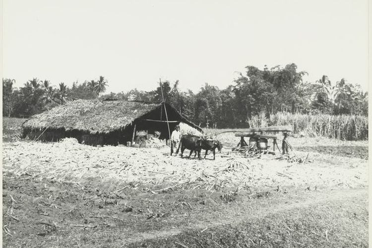 Sistem tanam paksa atau cultuurstelsel
Tanaman tebu di dataran Malang, daerah Krebet.