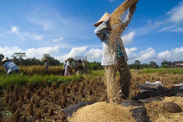 Ilustrasi panen padi, petani memanen padi, produksi beras. 