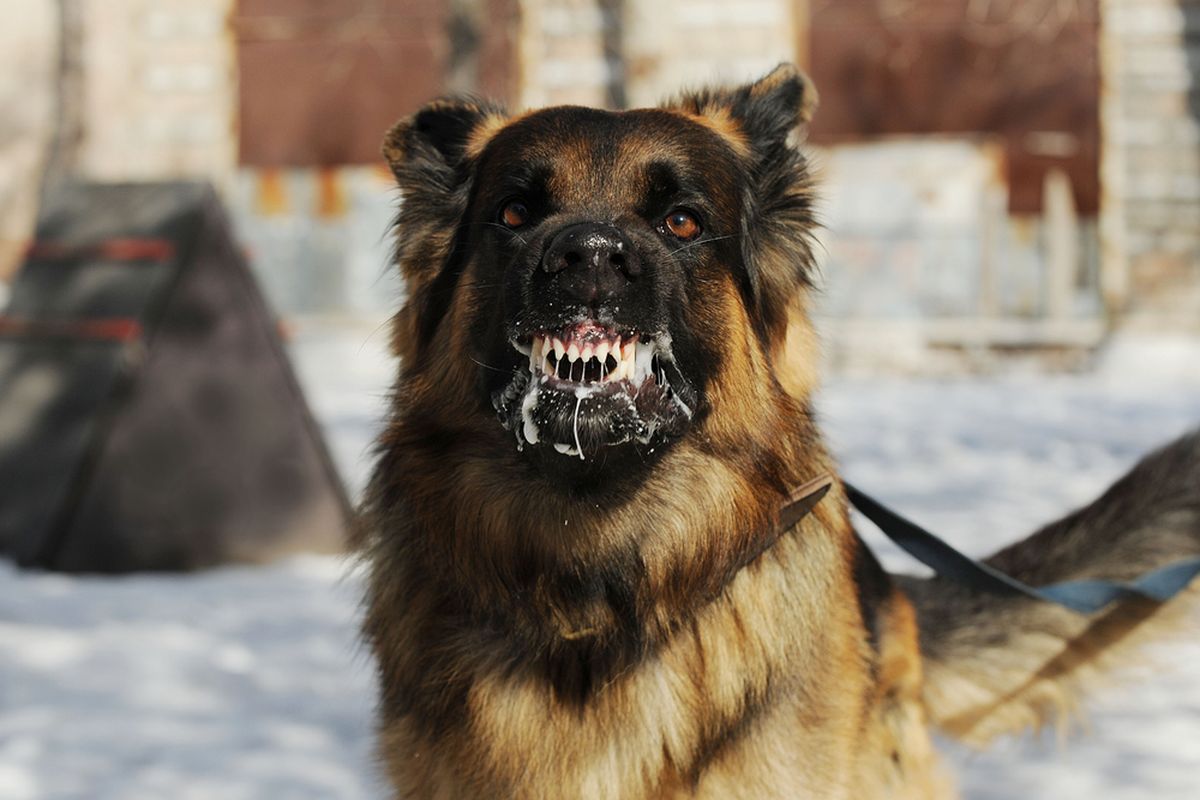 Ilustrasi anjing rabies. Gejala rabies pada anjing bisa diamati dari air liur yang berlebih dan perilaku agresif, bahkan menggigit.