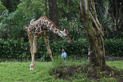 Perempuan Ini Galang Donasi Bantu Satwa di Bonbin Bandung yang Makannya Berkurang