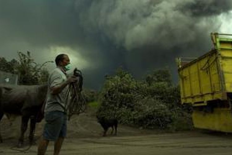 Warga hendak mengevakuasi hewan ternak saat erupsi Gunung Sinabung di Desa Berastepu, Karo, Sumut, Sabtu (4/1/2014). Aktivitas Gunung Sinabung terus meningkat ditandai dengan munculkan lava pijar dan luncuran awan panas. 