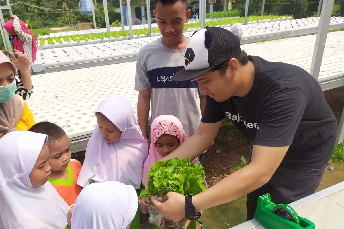 sayur hidroponik