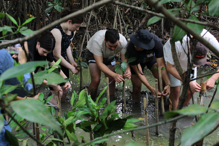Aktivitas tanam mangrove bersama Bumi Journey di Pantai Indah Kapuk.