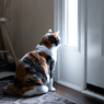 Disebut bisa Mendeteksi Bencana, Berikut 5 Hal yang Dapat Diprediksi Kucing