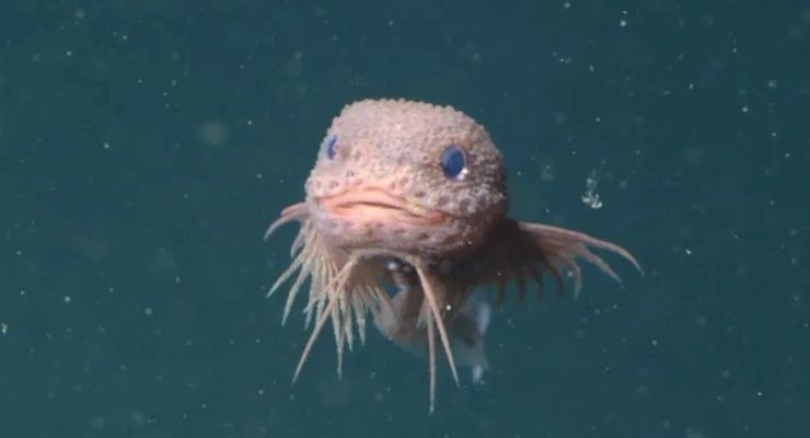 Tiga Spesies Ikan Laut Dalam Ditemukan, Salah Satunya Menggemaskan