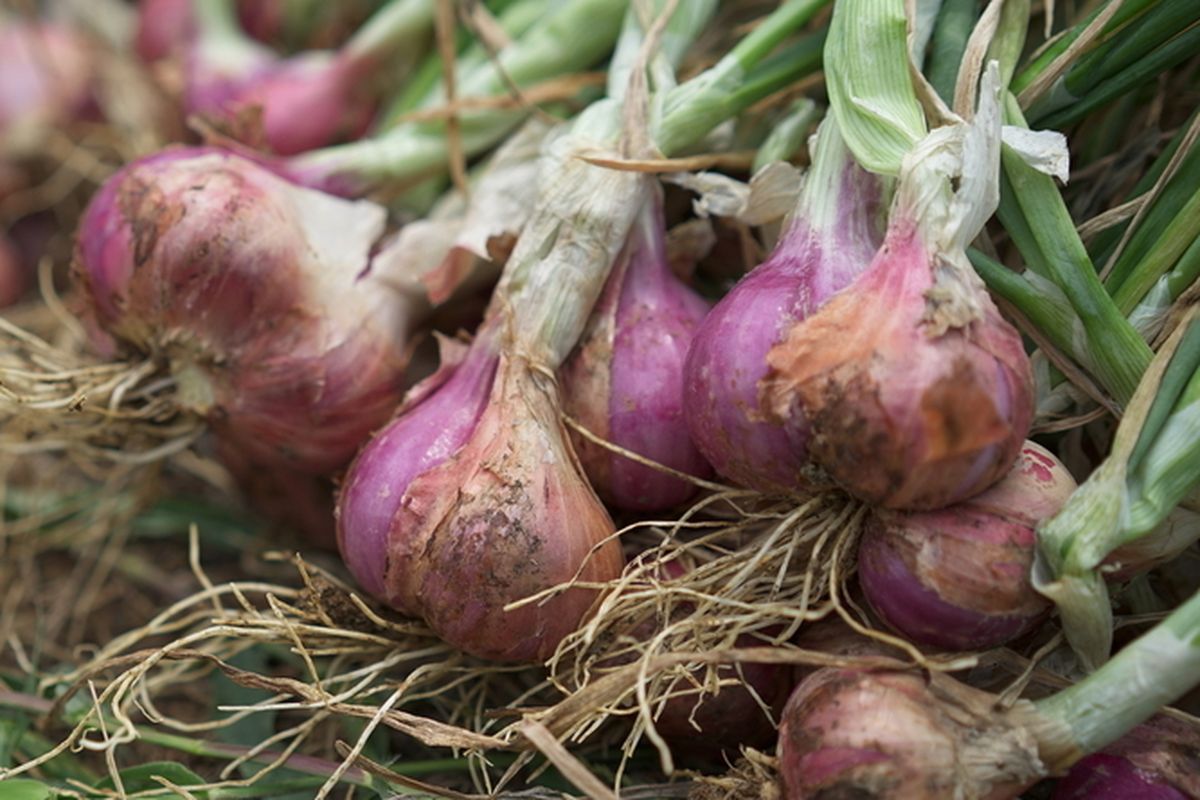 Ilustrasi tanaman bawang merah, menanam bawang merah.