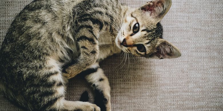 Perhatikan, Penyebab Bulu Kucing Rontok dan Cara Mengatasinya - Vimarsana News