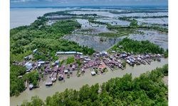 Di Pesisir Kalimantan, Rehabilitasi Mangrove Tak Lagi Sekadar Menanam