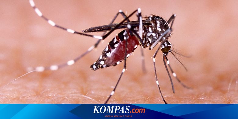 Singapura Bersiap Hadapi Wabah DBD Terbanyak Sepanjang Sejarah