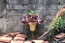 Bunga Bangkai Tumbuh di Cipete Selatan, Ahli: Itu Tidak Termasuk Tanaman Langka 