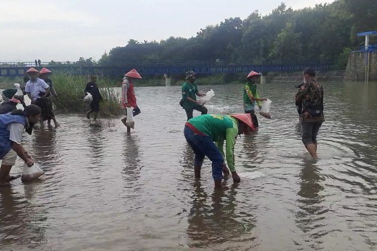 Aksi tebar benih ikan dan penanaman pohon di bantaran sungai Bogowonto desa Kedungsari, Purworejo dimotori oleh Komunitas Jogokali Nusantara