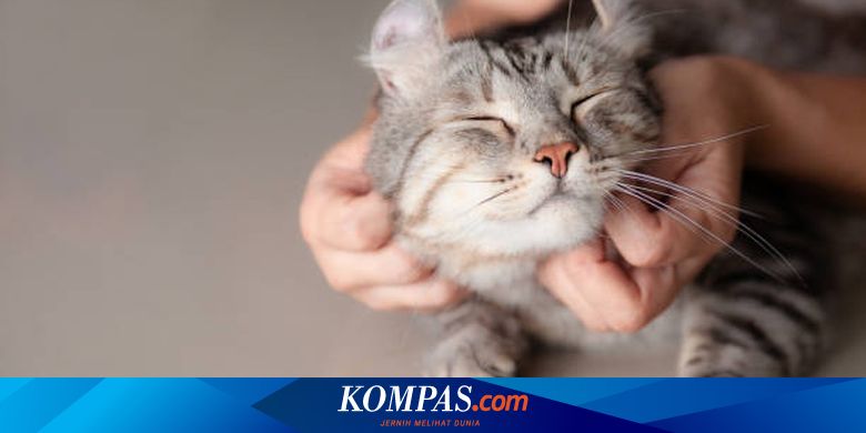 Amankah Membawa Kucing ke Tempat Ramai seperti Kampanye?
