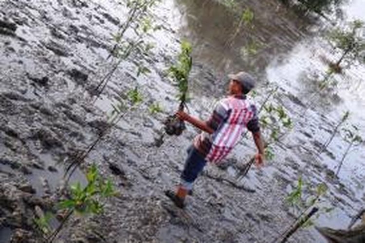 Hutan bakau nyaris hilang di Kabupaten Langkat, Sumatera Utara. 