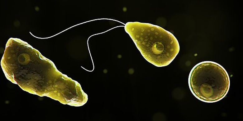 Ilustrasi Naegleria fowleri. Naegleria fowleri adalah spesies yang dikenal sebagai amuba pemakan otak sejak ditemukan pada 1965. Ini menyebabkan penyakit bernama meningoensefalitis amuba primer (PAM). 
