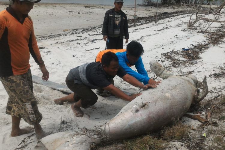 Petugas BBKSDA Riau dan nelayan membawa bangkai dugong ke tepi pantai perairan Rupat Utara, Bengkalis, Riau, untuk dilakukan identifikasi dan penguburan, Kamis (6/9/2018).