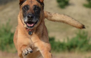Ilustrasi anjing ras Belgian Malinois. 