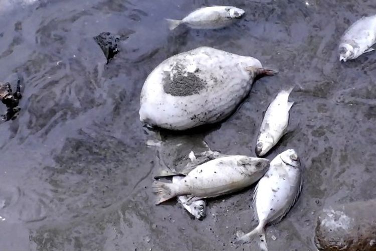Puluhan ikan mati di Pelabuhan Krueng Geukuh, Aceh Utara, 9 Februari 2021. Diduga ikan ini mati karena limbah PT Pupuk Iskandar Muda, tak jauh dari pelabuhan itu.