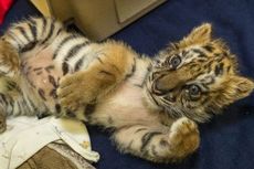 Seorang Remaja AS Tepergok Selundupkan Anak Harimau dari Meksiko