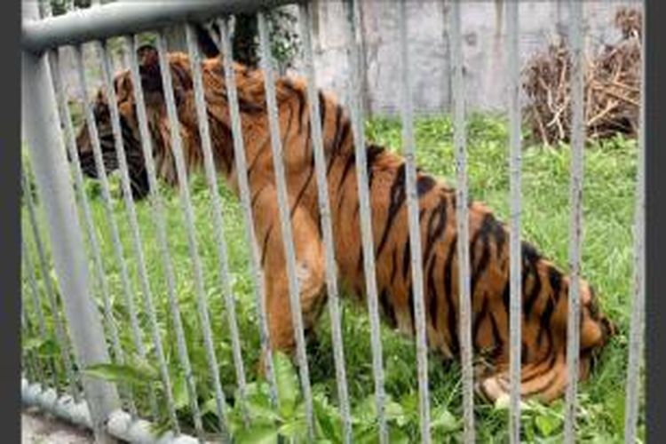 Harimau sumatera (Panthera tigris sumatrae) betina bernama Melani berusia 15 tahun kini sedang sakit dan dan didiagnosis mengalami gangguan pencernaan di Kebun Binatang Surabaya, Rabu (17/4/2013). Harimau ini kurus dan dalam kondisi kritis.