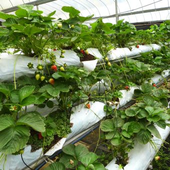Tanaman strawberry yang ditanam menggunakan wadah batalan plastik atau karung