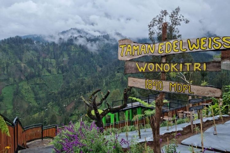 Desa Wisata Edelweiss Wonokitri di Kabupaten Pasuruan, Jawa Timur, yang masuk 75 besar Anugerah Desa Wisata Indonesia (ADWI) 2023.