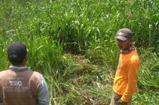 Tubuh Seorang Pencari Rumput Hilang Setelah Diterkam Buaya