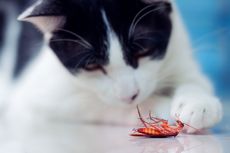 Ulat hingga Kalajengking, Ini Kelompok Serangga yang Berbahaya bagi Kucing