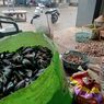 Warga Semarang Mulai Berburu Kerang, Harganya Anjlok Rp 4.000 Per Kilogram  