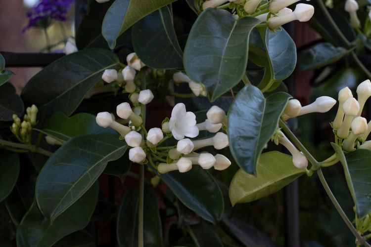 Stephanotis floribunda atau madagascar jasmine