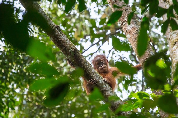 Orangutan Sumatera menjadi salah satu spesies yang dilindungi di Taman Nasional Gunung Leuser