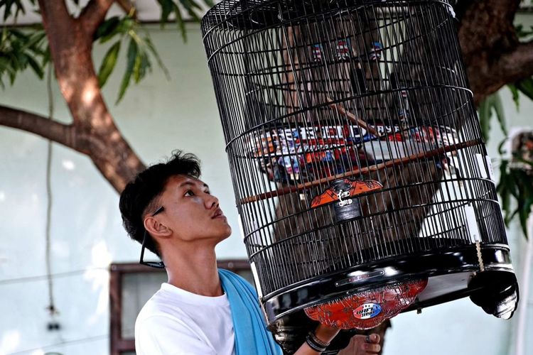 “Biar Rumah Enggak Sepi”, Alasan Pehobi Rela Kuras Puluhan Juta Rupiah untuk Burung Kicau