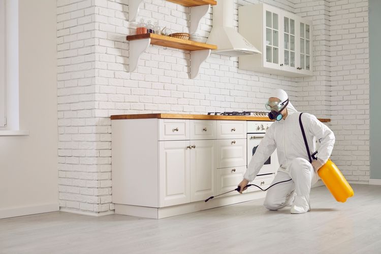 Ilustrasi membasmi rayap di dapur.