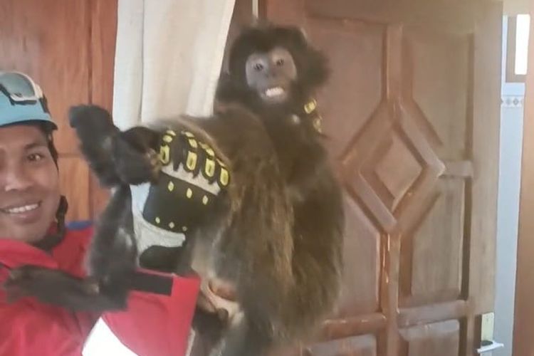 Lutung Jawa Masuk Dapur Rumah Warga di Situbondo, Diduga Turun karena Hutan Terbakar