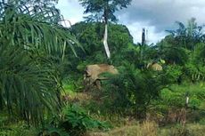 Gajah Kerap Rusak Perkebunan Warga, Solusi dari Pemerintah Ditunggu