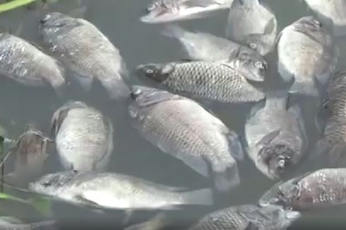 Sekitar 80,5 Ton Ikan Mati Mendadak di KJA Waduk Jatiluhur