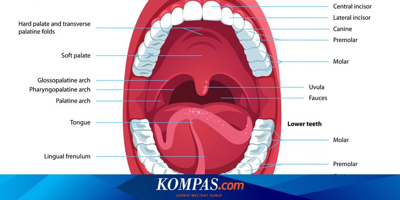Lima Gangguan Rongga Mulut yang Harus Diwaspadai