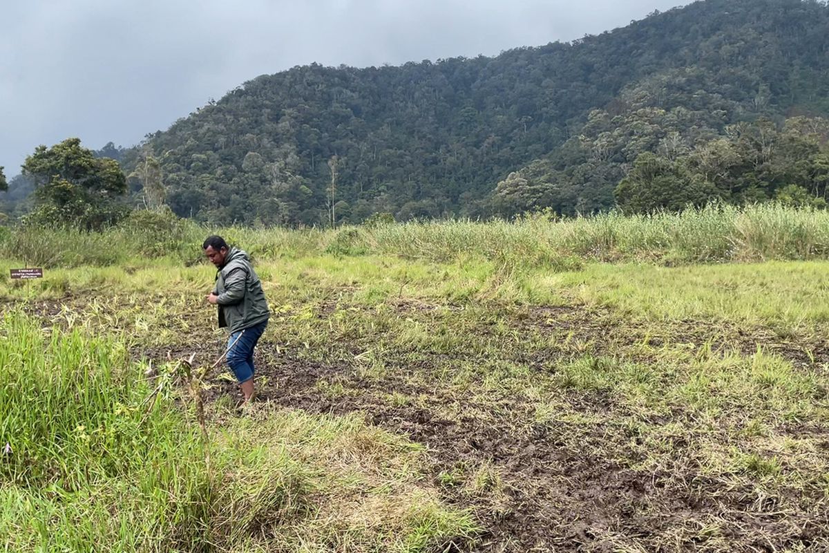 Kawasan savana edelweis di Ranca Upas, Ciwidey, Kabupaten Bandung, Jawa Barat, yang dirusak sepeda motor trail.