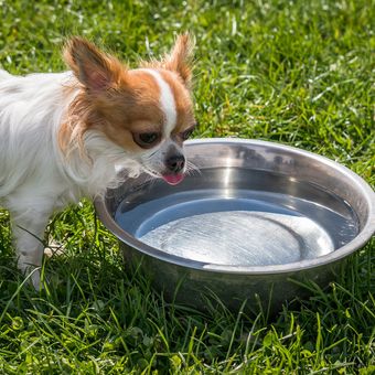 Ilustrasi anjing minum air. 