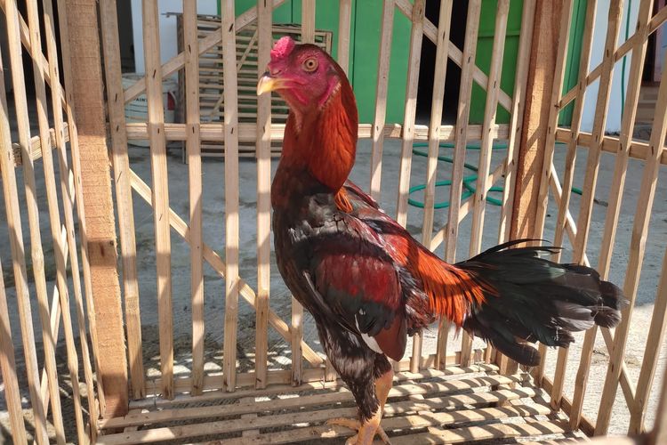 Ayam Tetangga Buang Kotoran Depan Rumah, Apa Hukumanya?